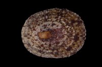 藏品(斗笠螺)的圖片